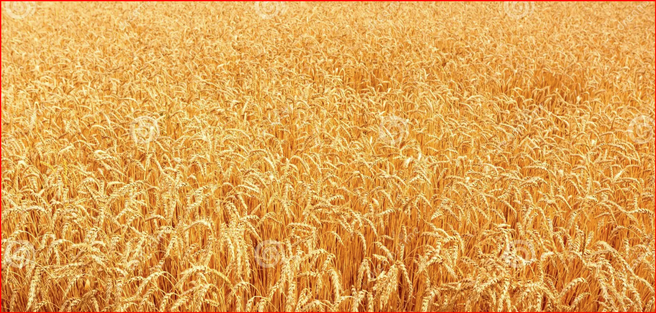 193 7.2C – IL GRANO E “L’ABBONDANZA”